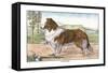 Scotch Collie-null-Framed Stretched Canvas