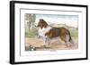 Scotch Collie-null-Framed Art Print