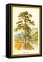 Scotch Fir-W.h.j. Boot-Framed Stretched Canvas