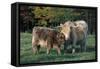 (Scotch) Highland Cow and Calf, Woodstock, Vermont, USA-Lynn M^ Stone-Framed Stretched Canvas