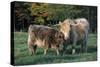 (Scotch) Highland Cow and Calf, Woodstock, Vermont, USA-Lynn M^ Stone-Stretched Canvas