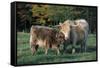 (Scotch) Highland Cow and Calf, Woodstock, Vermont, USA-Lynn M^ Stone-Framed Stretched Canvas