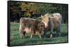 (Scotch) Highland Cow and Calf, Woodstock, Vermont, USA-Lynn M^ Stone-Framed Stretched Canvas