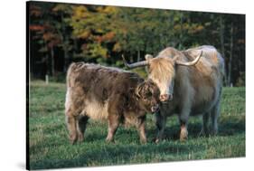 (Scotch) Highland Cow and Calf, Woodstock, Vermont, USA-Lynn M^ Stone-Stretched Canvas