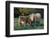 (Scotch) Highland Cow and Calf, Woodstock, Vermont, USA-Lynn M^ Stone-Framed Photographic Print