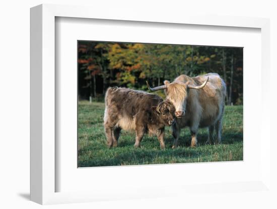 (Scotch) Highland Cow and Calf, Woodstock, Vermont, USA-Lynn M^ Stone-Framed Photographic Print