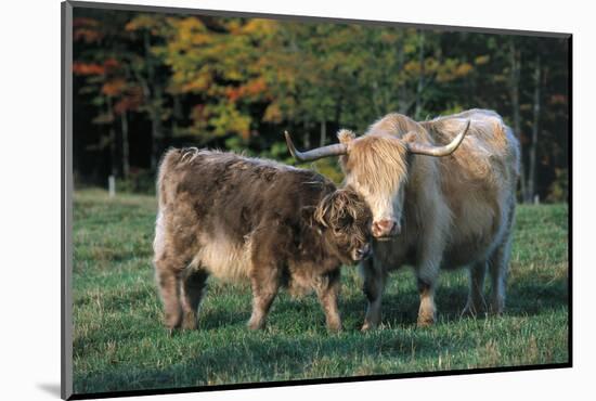 (Scotch) Highland Cow and Calf, Woodstock, Vermont, USA-Lynn M^ Stone-Mounted Photographic Print