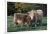 (Scotch) Highland Cow and Calf, Woodstock, Vermont, USA-Lynn M^ Stone-Framed Photographic Print