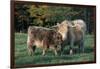 (Scotch) Highland Cow and Calf, Woodstock, Vermont, USA-Lynn M^ Stone-Framed Photographic Print