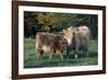 (Scotch) Highland Cow and Calf, Woodstock, Vermont, USA-Lynn M^ Stone-Framed Photographic Print