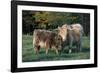 (Scotch) Highland Cow and Calf, Woodstock, Vermont, USA-Lynn M^ Stone-Framed Photographic Print