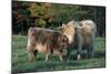 (Scotch) Highland Cow and Calf, Woodstock, Vermont, USA-Lynn M^ Stone-Mounted Photographic Print