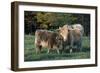 (Scotch) Highland Cow and Calf, Woodstock, Vermont, USA-Lynn M^ Stone-Framed Photographic Print