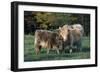 (Scotch) Highland Cow and Calf, Woodstock, Vermont, USA-Lynn M^ Stone-Framed Photographic Print