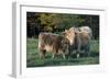 (Scotch) Highland Cow and Calf, Woodstock, Vermont, USA-Lynn M^ Stone-Framed Photographic Print