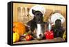 Scotch Terrier Kitchen Boy in a Saucepan, Cook Puppies-Lilun-Framed Stretched Canvas
