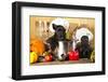 Scotch Terrier Kitchen Boy in a Saucepan, Cook Puppies-Lilun-Framed Photographic Print