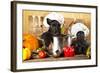 Scotch Terrier Kitchen Boy in a Saucepan, Cook Puppies-Lilun-Framed Photographic Print