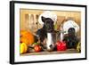 Scotch Terrier Kitchen Boy in a Saucepan, Cook Puppies-Lilun-Framed Photographic Print