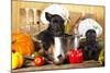 Scotch Terrier Kitchen Boy in a Saucepan, Cook Puppies-Lilun-Mounted Photographic Print