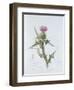 Scotch Thistle, Painted at Brantwood, 6th November 1866-William James Linton-Framed Premium Giclee Print