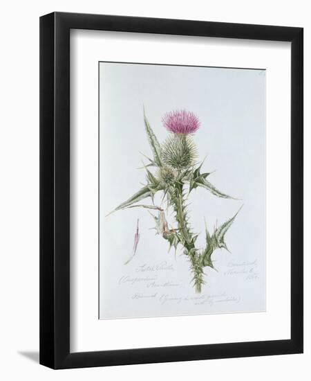 Scotch Thistle, Painted at Brantwood, 6th November 1866-William James Linton-Framed Premium Giclee Print