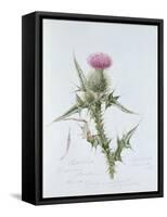 Scotch Thistle, Painted at Brantwood, 6th November 1866-William James Linton-Framed Stretched Canvas