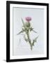 Scotch Thistle, Painted at Brantwood, 6th November 1866-William James Linton-Framed Giclee Print