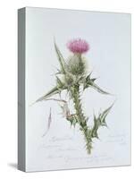 Scotch Thistle, Painted at Brantwood, 6th November 1866-William James Linton-Stretched Canvas