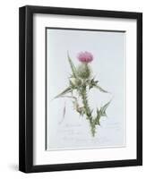 Scotch Thistle, Painted at Brantwood, 6th November 1866-William James Linton-Framed Giclee Print