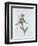 Scotch Thistle, Painted at Brantwood, 6th November 1866-William James Linton-Framed Giclee Print