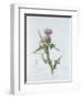 Scotch Thistle, Painted at Brantwood, 6th November 1866-William James Linton-Framed Giclee Print