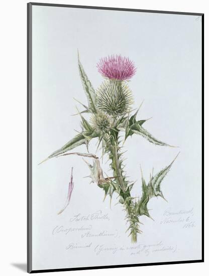 Scotch Thistle, Painted at Brantwood, 6th November 1866-William James Linton-Mounted Giclee Print