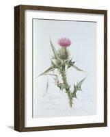 Scotch Thistle, Painted at Brantwood, 6th November 1866-William James Linton-Framed Giclee Print