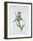 Scotch Thistle, Painted at Brantwood, 6th November 1866-William James Linton-Framed Giclee Print