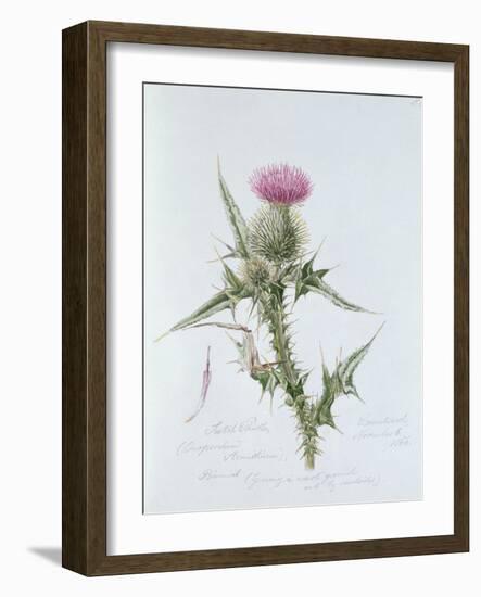 Scotch Thistle, Painted at Brantwood, 6th November 1866-William James Linton-Framed Giclee Print