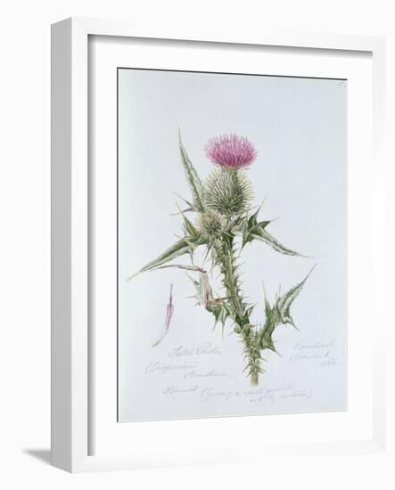 Scotch Thistle, Painted at Brantwood, 6th November 1866-William James Linton-Framed Giclee Print