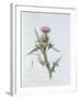 Scotch Thistle, Painted at Brantwood, 6th November 1866-William James Linton-Framed Giclee Print