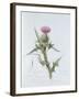 Scotch Thistle, Painted at Brantwood, 6th November 1866-William James Linton-Framed Giclee Print