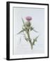 Scotch Thistle, Painted at Brantwood, 6th November 1866-William James Linton-Framed Giclee Print