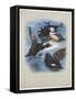 Scoters and Stellers Eider, C.1915 (W/C & Bodycolour over Pencil on Paper)-Archibald Thorburn-Framed Stretched Canvas
