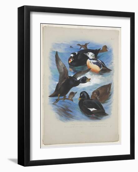 Scoters and Stellers Eider, C.1915 (W/C & Bodycolour over Pencil on Paper)-Archibald Thorburn-Framed Giclee Print