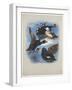 Scoters and Stellers Eider, C.1915 (W/C & Bodycolour over Pencil on Paper)-Archibald Thorburn-Framed Giclee Print