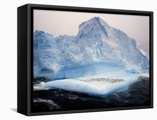 Scotia Sea, Chinstrap Penguins on Iceberg, Antarctica-Allan White-Framed Stretched Canvas