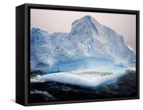 Scotia Sea, Chinstrap Penguins on Iceberg, Antarctica-Allan White-Framed Stretched Canvas