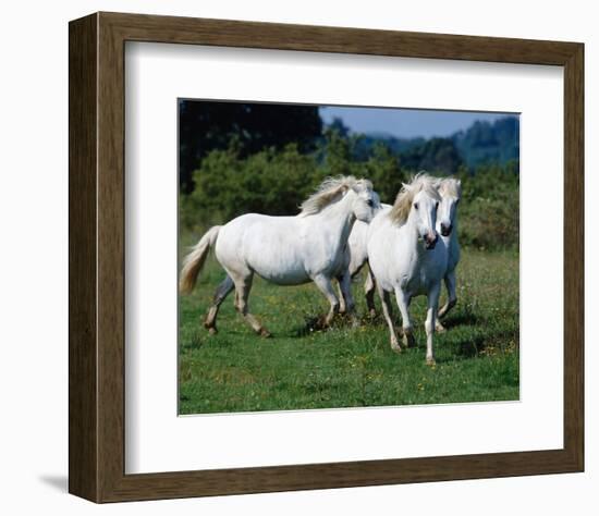 Scotish highland garrons-null-Framed Art Print