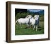 Scotish highland garrons-null-Framed Art Print