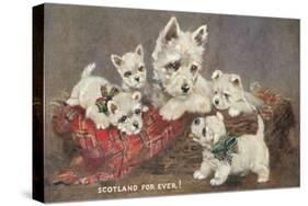 Scotland Forever, Westies-null-Stretched Canvas