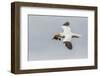 Scotland, Shetland Islands. Flying Gannet with Nesting Material-Cathy & Gordon Illg-Framed Photographic Print