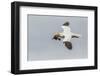 Scotland, Shetland Islands. Flying Gannet with Nesting Material-Cathy & Gordon Illg-Framed Photographic Print